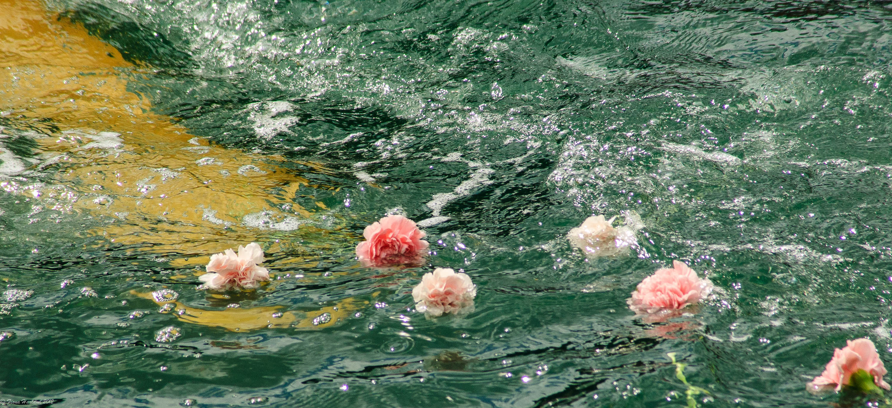 The flowers already. Цветы на воде. Розовые цветы вода. Вода Эстетика. Цветы на фоне воды.
